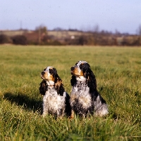 Picture of two english cocker spaniels sitting in a field
