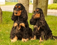 Picture of two English Cocker Spaniels