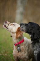 Picture of two english setters looking up