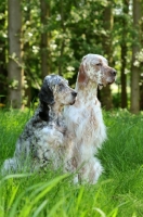 Picture of two English Setters sitting on grass