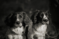 Picture of two english springer spaniel on a lead
