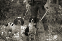 Picture of two english springer spaniel on a lead, waiting their turn during a hunt day