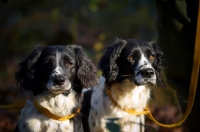 Picture of two english springer spaniel on a lead