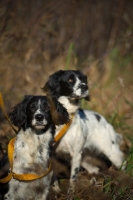 Picture of two english springer spaniels on a lead, waiting during a hunt