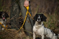 Picture of two english springer spaniels on a lead, waiting during a hunt