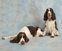 Picture of two English Springer Spaniels in studio