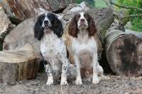 Picture of two English Springer Spaniels