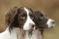Picture of two English Springer Spaniels