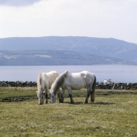 Picture of Two Eriskay Ponies grazing on Holy Island,