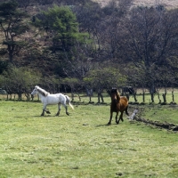 Picture of two Eriskay Ponies trotting on Holy Island