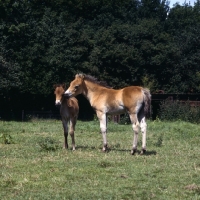 Picture of two Exmoor foals