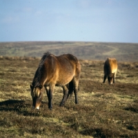Picture of two Exmoor ponies grazing on Exmoor in moody light