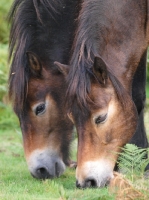 Picture of two Exmoor ponies, grazing