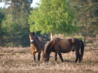 Picture of two Exmoor Ponies in field