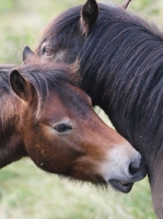 Picture of two Exmoor Ponies looking after each other