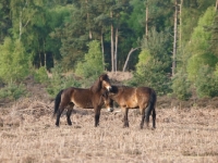 Picture of two Exmoor Ponies together