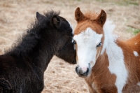 Picture of two falabella foals in field