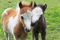 Picture of two falabella foals in green field