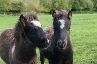 Picture of two falabella foals in green field