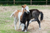 Picture of two falabella foals in green field