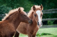 Picture of two falabella foals in green field