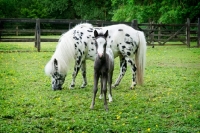 Picture of two falabella horse and foal in green field
