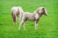 Picture of two falabella horses in green field