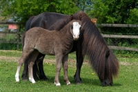 Picture of two falabella horses in green field