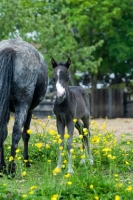 Picture of two falabella horses in green field