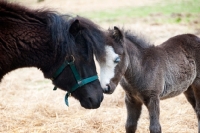 Picture of two falabella horses nuzzling in field