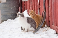 Picture of two farm cats in winter