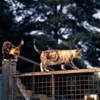 Picture of two farm cats on a gate and post