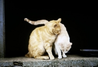 Picture of two farm cats together on a doorstep