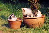 Picture of two farm kittens in flower pots