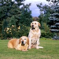 Picture of two fat labradors