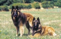 Picture of two fawn Tervueren dogs in a field