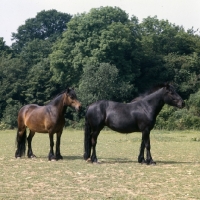 Picture of two Fell Pony mares