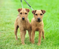 Picture of two Fell Terriers