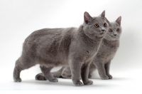 Picture of two female Chartreux cats on white background