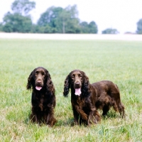 Picture of two field spaniels standing in a field