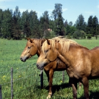 Picture of two Finnish Horses at YpÃ¤jÃ¤ next to barbed wire fence