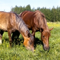 Picture of two Finnish Horses grazing in finland