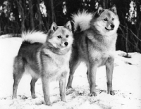 Picture of two finnish spitz from cullabine in snow