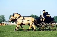 Picture of two fjord ponies pulling a carriage