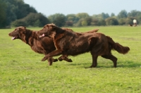 Picture of two Flat Coated Retrievers, running
