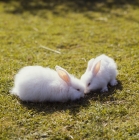 Picture of two fluffy white rabbits