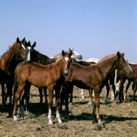 Picture of two foals in a taboon of tersk mares & foals at stavropol stud, russia