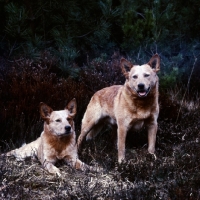 Picture of two formakin australian cattle dogs