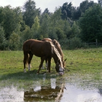 Picture of two Frederiksborg stallions grazing and drinking