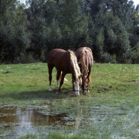 Picture of two Frederiksborgs grazing and drinking at shallow pool
